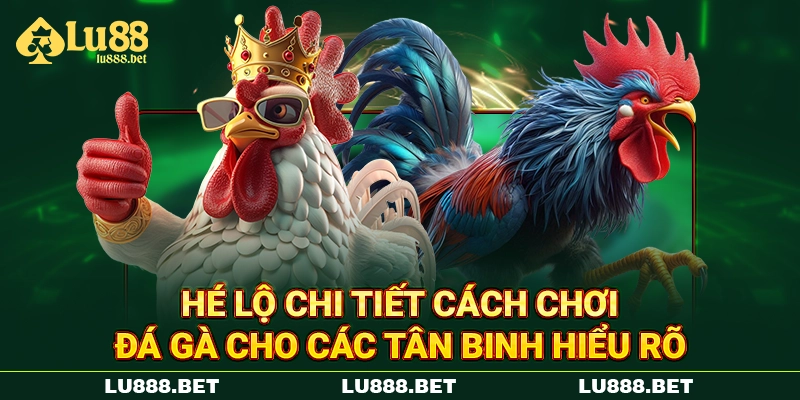 Hé lộ chi tiết cách chơi đá gà cho các tân binh hiểu rõ 